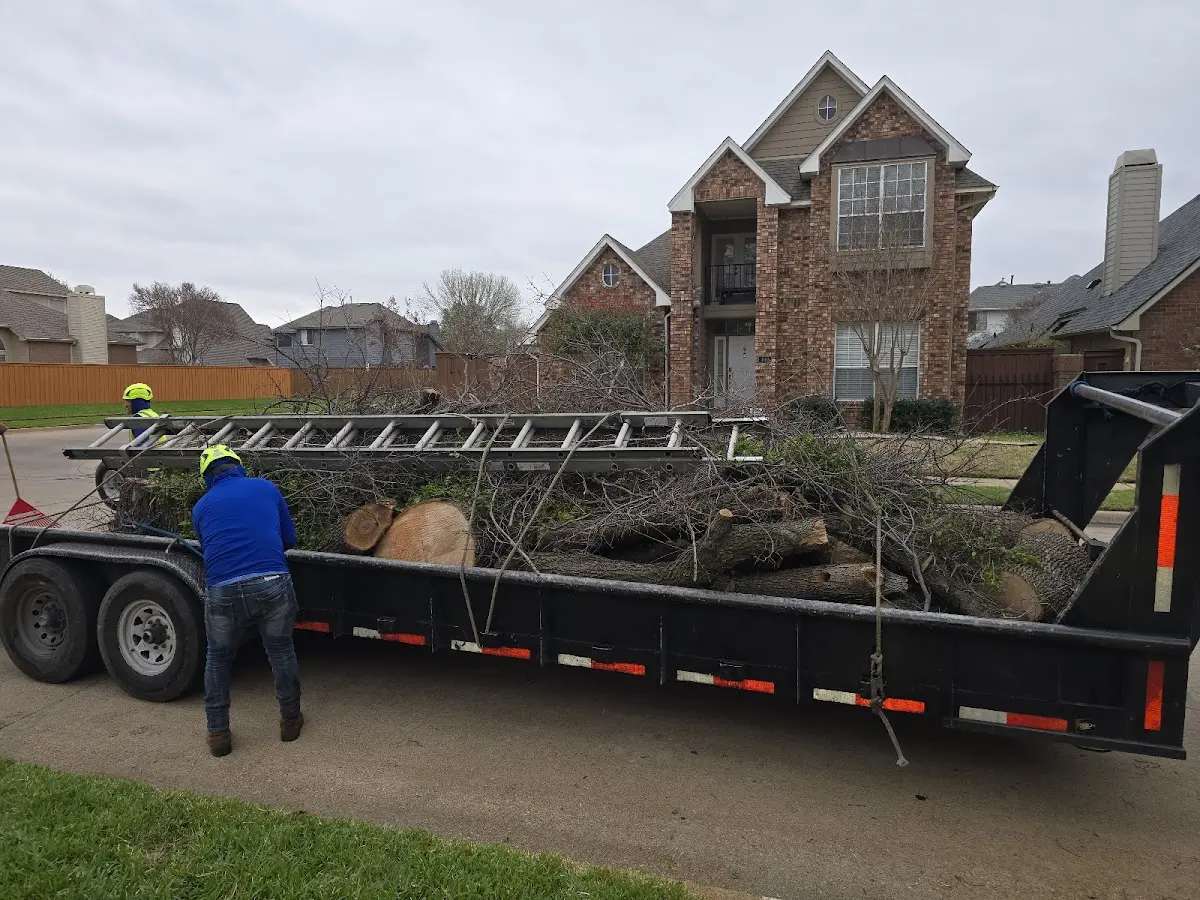 Expert Crown Reduction with proper safety equipment in Glenwood